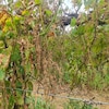 Bunch of grapes turning brown and drying on the vines.
